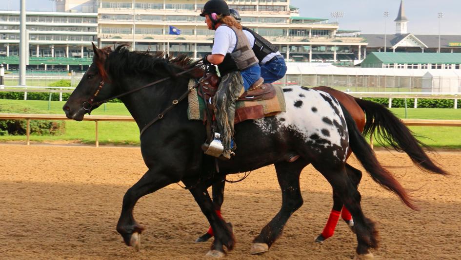 Horse riding – A practical beginner’s guide